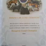 Read more about the article Grand Champion oklevél